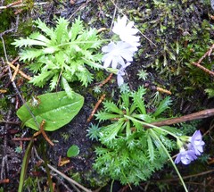 Primula primulina