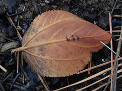 Ceanothus velutinus velutinus