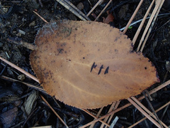 Ceanothus velutinus velutinus
