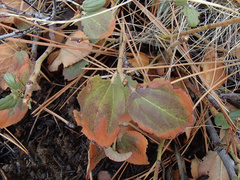 Ceanothus velutinus velutinus