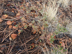 Ceanothus velutinus velutinus