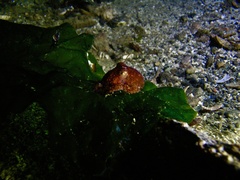 Octopus rubescens image