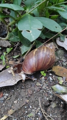Lissachatina fulica