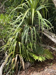Freycinetia baueriana