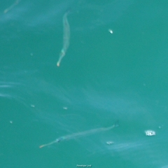 River Garfish photo 2