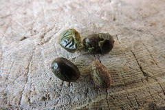 Nectandra