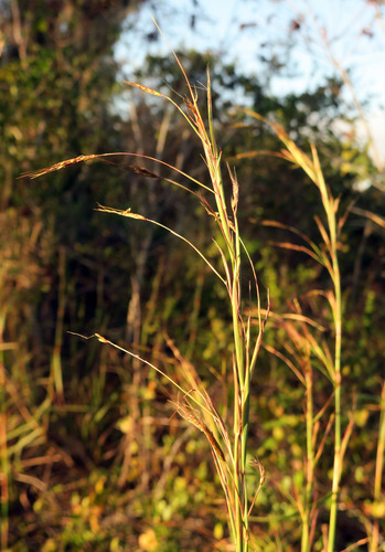 Hyparrhenia rufa
