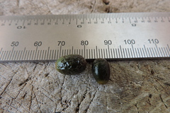 Nectandra