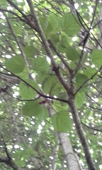 Ficus vallis-choudae