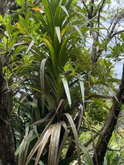 Freycinetia baueriana