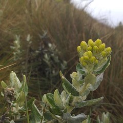 Monticalia andicola