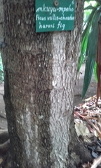 Ficus vallis-choudae