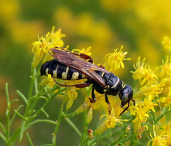 Myzinum carolinianum