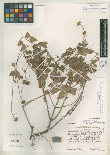 ko'oko'olau (Lipochaeta perdita)
