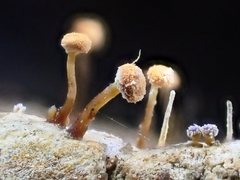 Sclerophora amabilis