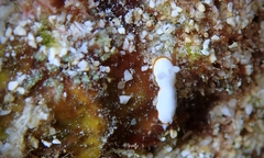 Goniobranchus verrieri