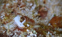 Goniobranchus verrieri