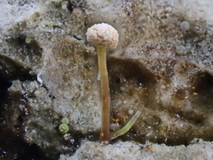 Sclerophora amabilis