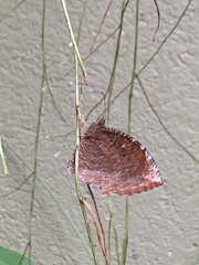 Elymnias hypermnestra