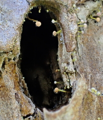 Sclerophora amabilis