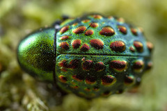 Notolioon nodipennis