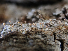 Sclerophora amabilis