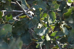 Quercus potosina