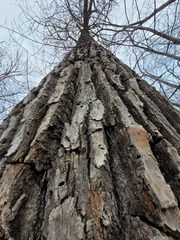 Sclerophora amabilis