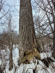 Sclerophora amabilis