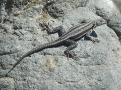 Microlophus quadrivittatus