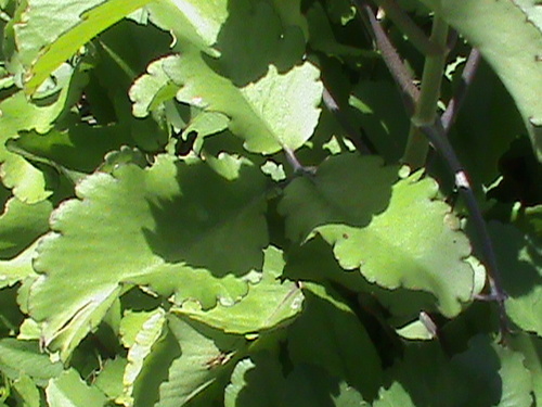 Kalanchoe pinnata