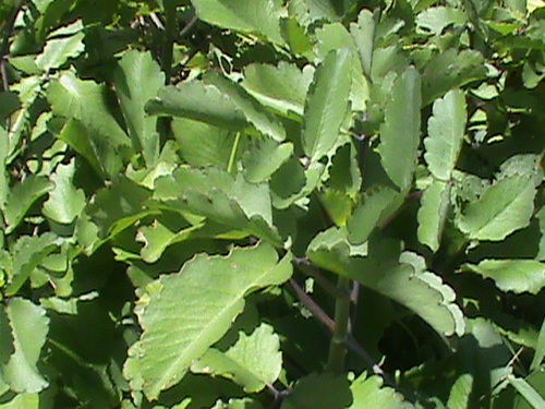 Kalanchoe pinnata