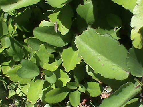 Kalanchoe pinnata