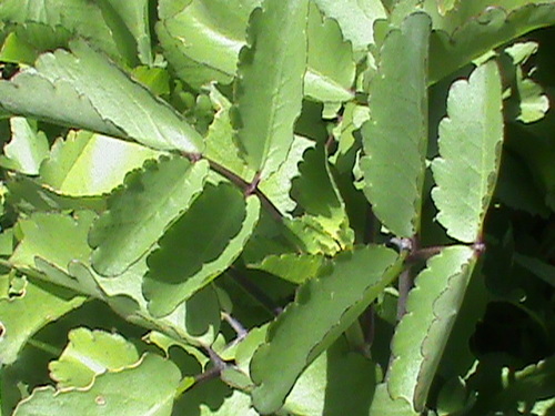 Kalanchoe pinnata