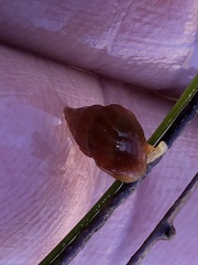 Amphissa versicolor