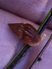 Amphissa versicolor