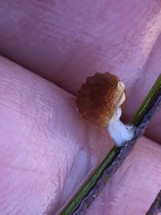Amphissa versicolor
