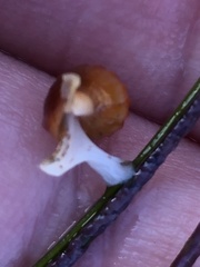 Amphissa versicolor