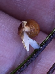 Amphissa versicolor
