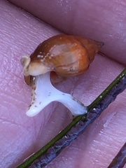 Amphissa versicolor
