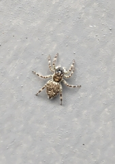 Menemerus bivittatus