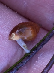 Amphissa versicolor
