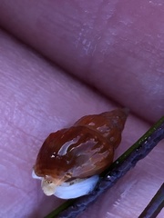 Amphissa versicolor