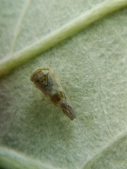 Tremulicerus distinguendus