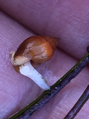 Amphissa versicolor