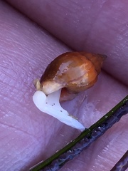 Amphissa versicolor