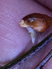 Amphissa versicolor