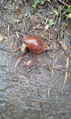 Achatinidae