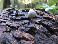 Mycena madronicola
