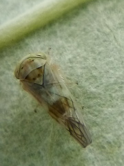 Tremulicerus distinguendus